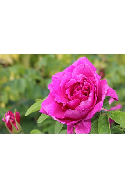 Квітка троянди Юріанда з оксамитовими пелюстками